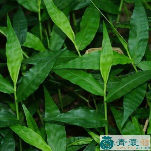 中药材鸱脚莎图片