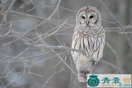 中药材鸱鸮图片