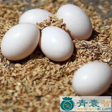 中药材鸽卵图片