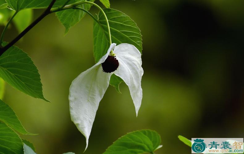 中药材鸽子花图片