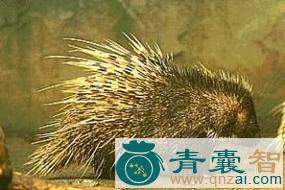 中药材鸾猪图片