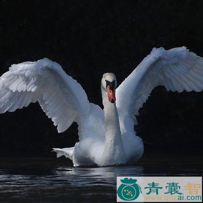 中药材鹄油图片