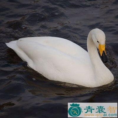 中药材鹄绒毛图片