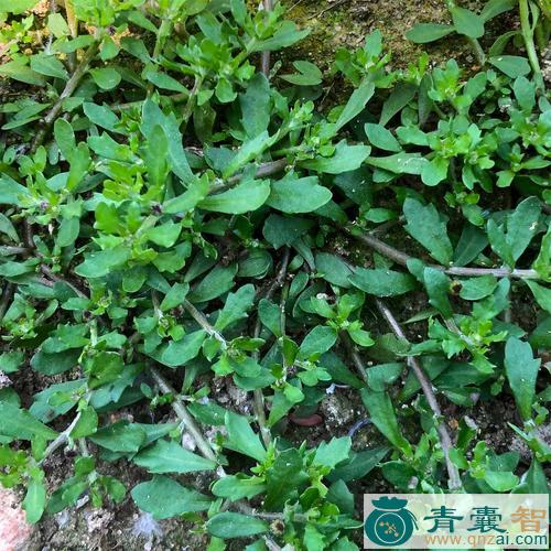 中药材鹅仔菜图片