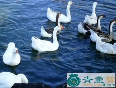 鹅喉管的性味归经以及功效用法-青囊智