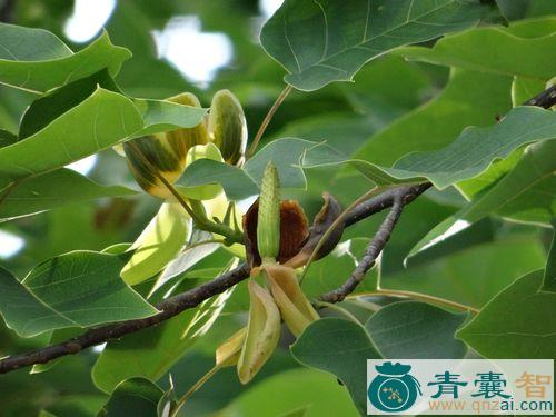 鹅掌楸的性味归经以及功效用法-青囊智