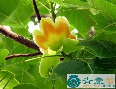 中药材鹅掌楸根图片