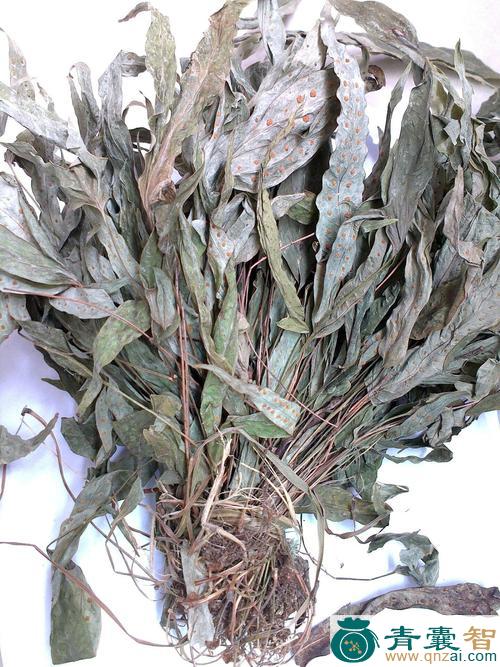 鹅掌金星草的性状性味归经以及功效用法-青囊智