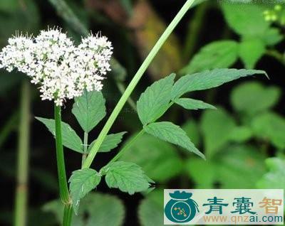 中药材鹅脚板根图片