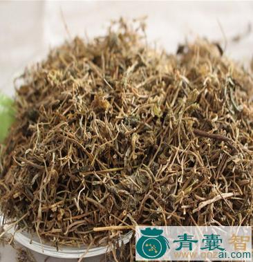 中药材鹅观草图片
