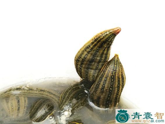 中药材鹈鹕脂油图片