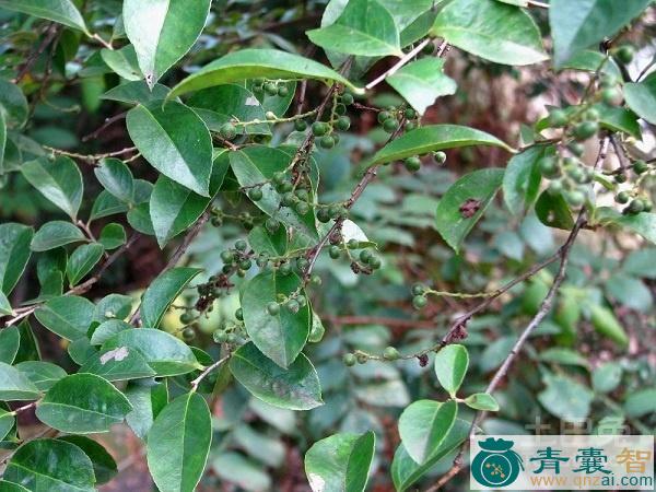 中药材鹊饭树图片