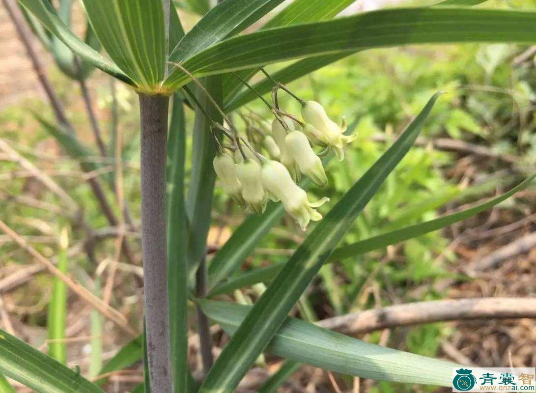 中药材鹘孙头草图片
