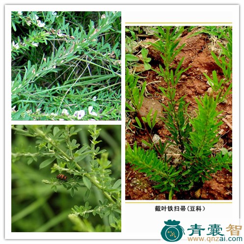 中药材鹞子草图片