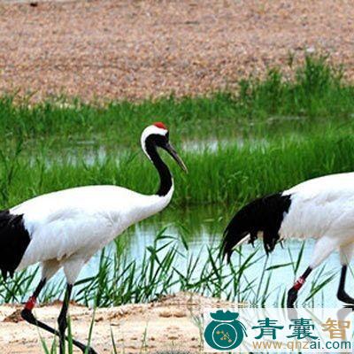 中药材鹤肉图片