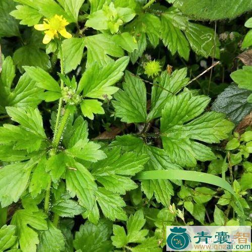 鹤膝风的性状性味归经以及功效用法和注意事项-青囊智
