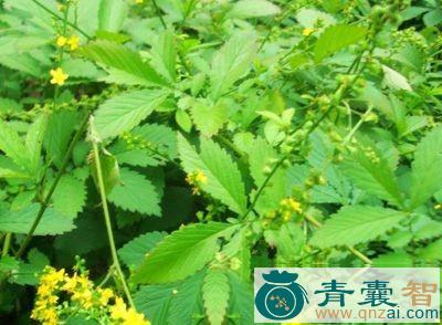 中药材鹤草芽图片