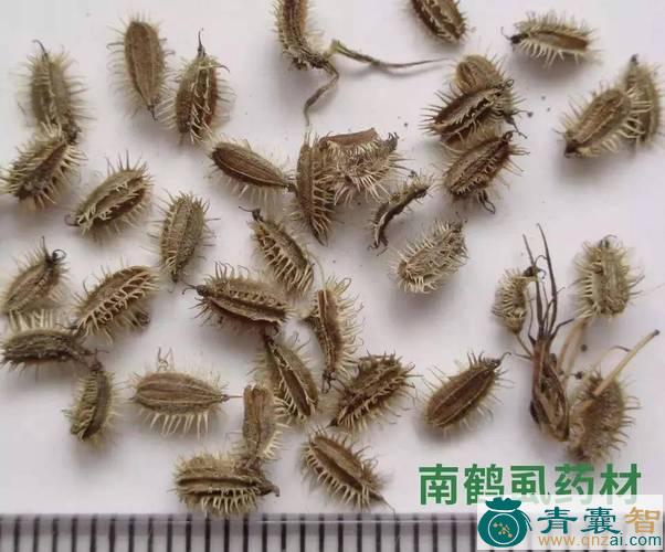 中药材鹤虱风图片