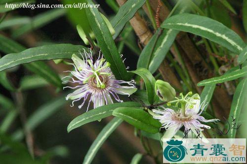 中药材鹦哥花藤图片