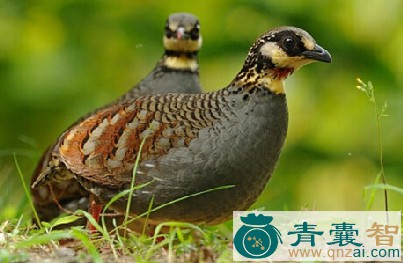中药材鹧鸪图片