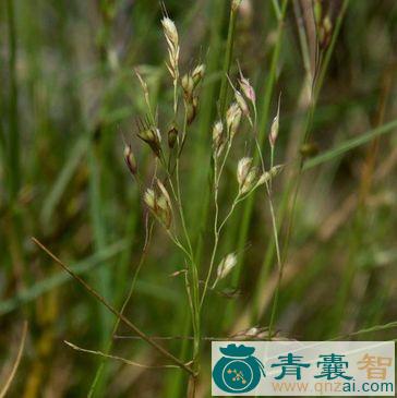 中药材鹧鸪草图片