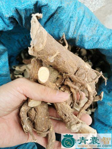 中药材鹩哥舌图片