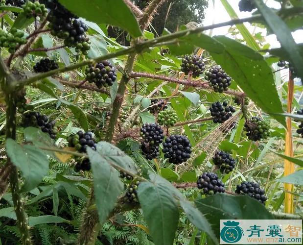 中药材鹰不扑图片