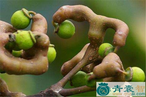 中药材鹰爪果图片