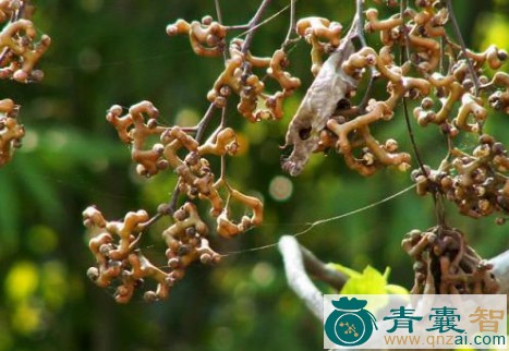 中药材鹰爪莲图片