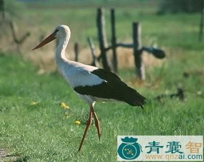 中药材鹳雀骨图片