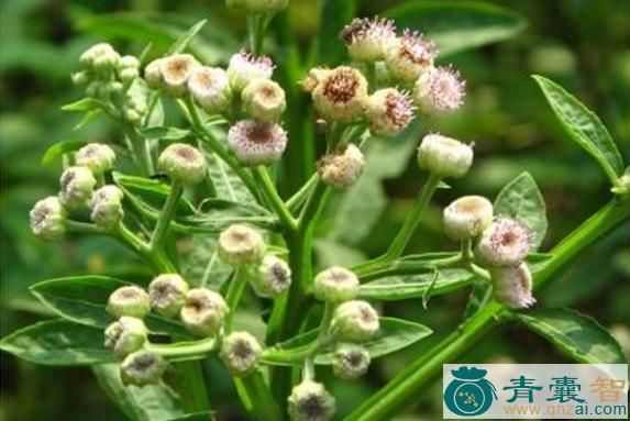 中药材鹿耳翎根图片