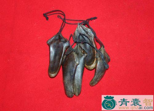 中药材鹿胆图片