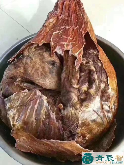 鹿胎的性状性味归经以及功效用法和注意事项-青囊智