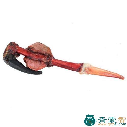 中药材鹿鞭图片