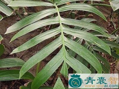 中药材麒麟尾图片