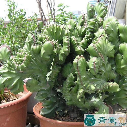中药材麒麟花图片