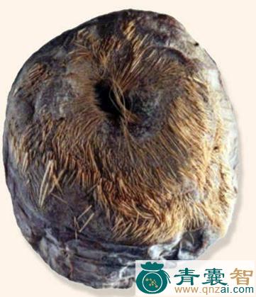 中药材麝壳图片