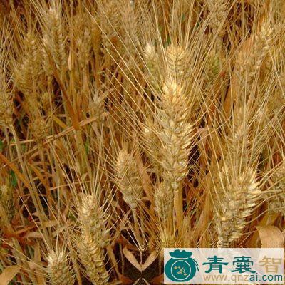 中药材麦奴图片