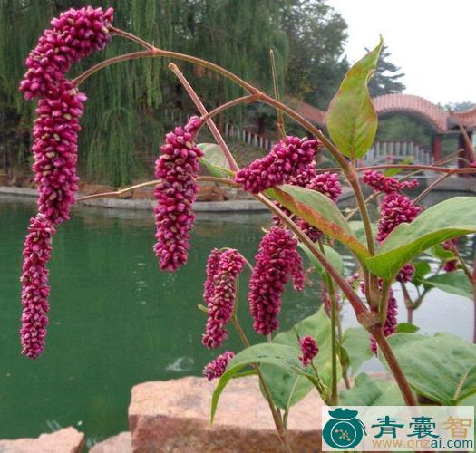 中药材麦穗红图片