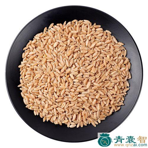 麦粒子的性味归经以及功效用法-青囊智