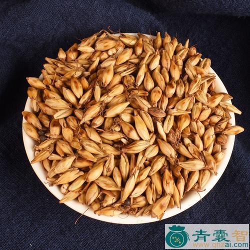 中药材麦芽图片
