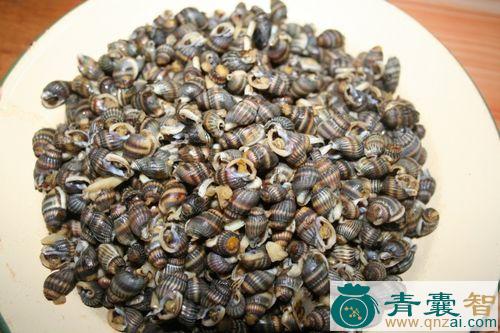 中药材麦螺图片
