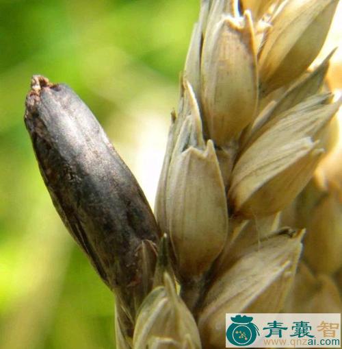 中药材麦角菌图片