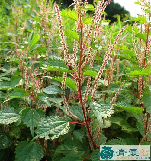 中药材麦麸草图片