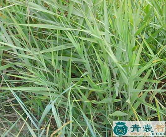 中药材麦黄菜图片