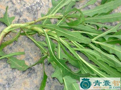 中药材麻丝菜图片