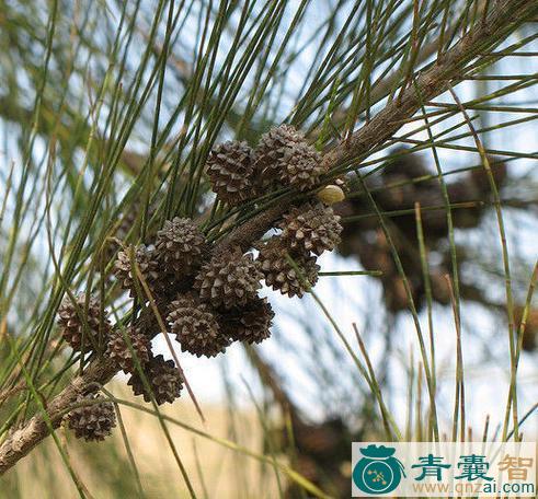 中药材麻木树图片