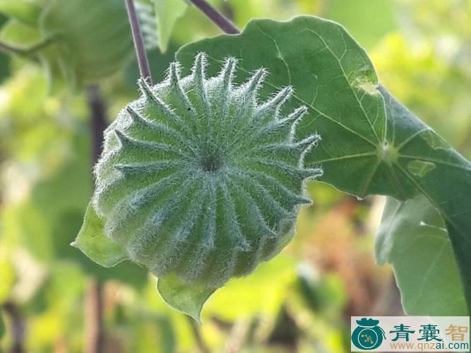 麻栗果的性味归经以及功效用法和注意事项-青囊智