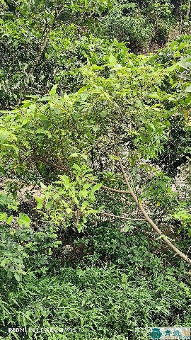 中药材麻桐树图片