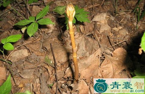 中药材麻母图片